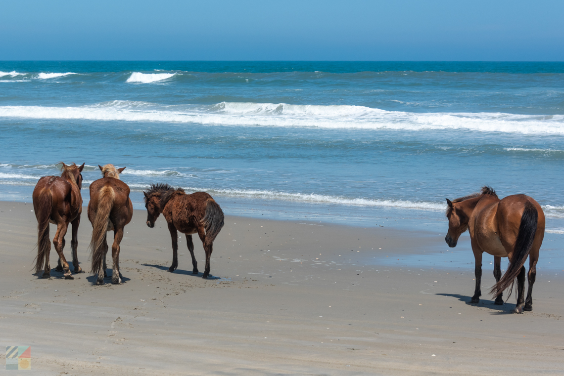 Wild Horses in Carova